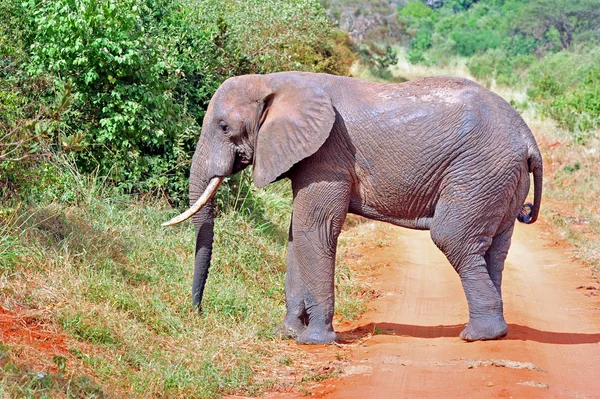 アフリカゾウ 大型哺乳動物 — ストック写真