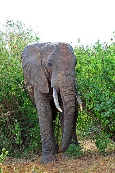 Elefánt Vörös Homokon — Stock Fotó