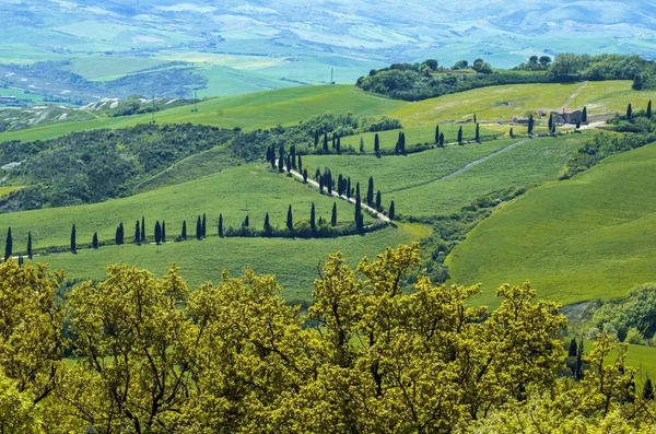 Cyprus Lined Road Tuscany Region Italy — Stock Photo, Image