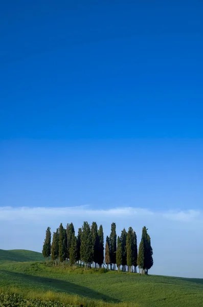 Pine Trees Ridge Tuscany Region Italy — Stock Photo, Image