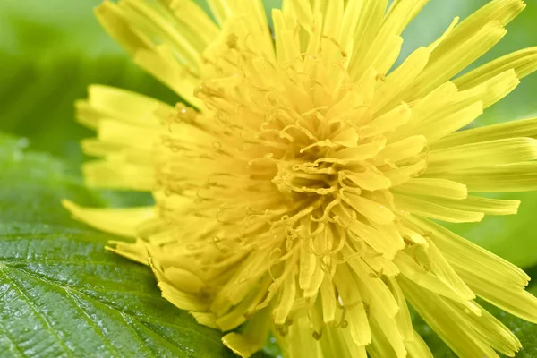 Acercamiento Del León Amarillo Las Hojas Fondo — Foto de Stock