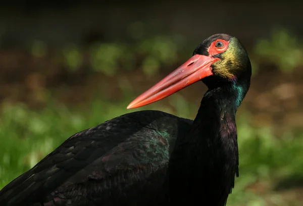 Vista Panorámica Hermoso Pájaro Cigüeña Naturaleza — Foto de Stock