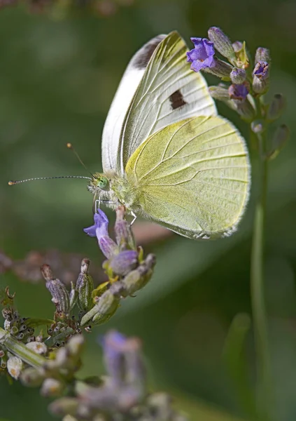 蝶は蜜を吸うために花にしがみつく — ストック写真