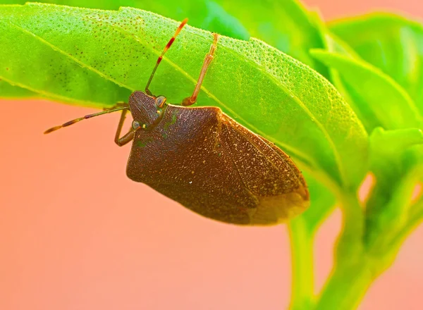 Közelkép Bug Vad Természet — Stock Fotó