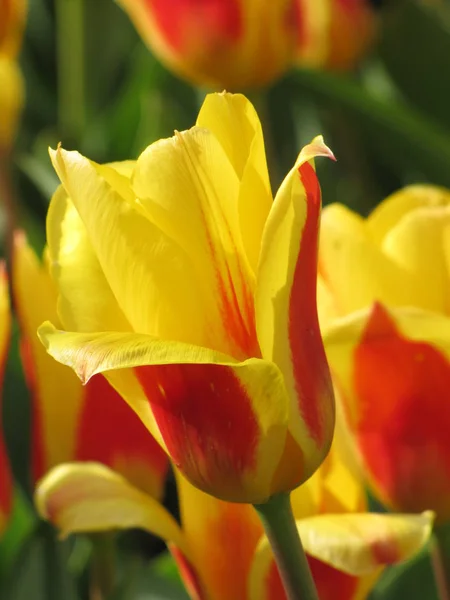 Frühlingsblumen Tulpenblätter Flora — Stockfoto