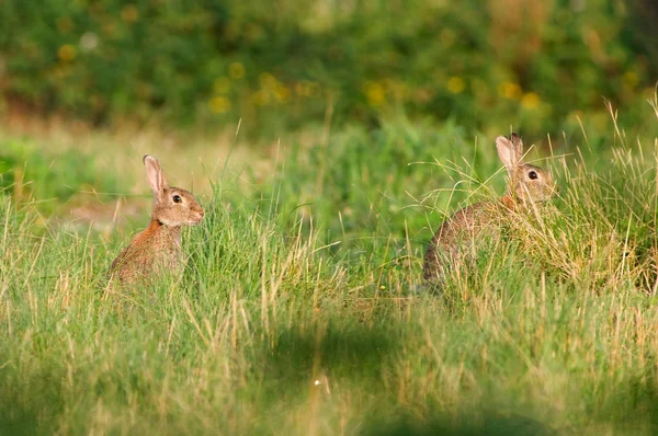 Bölgeyi Kontrol Iki Tavşan — Stok fotoğraf