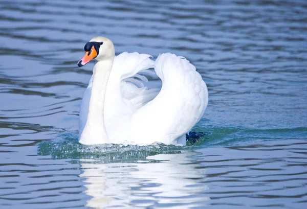 Pássaro Cisne Animais Selvagens — Fotografia de Stock