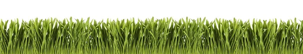Grönt Gräs Panorama Isolerad Vit Bakgrund — Stockfoto