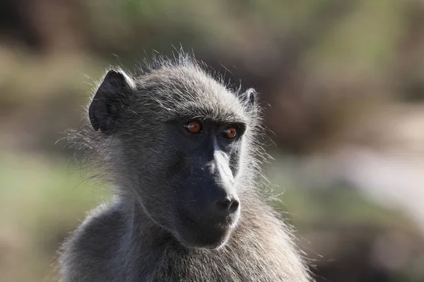 Animais Temas Macaco Natureza — Fotografia de Stock