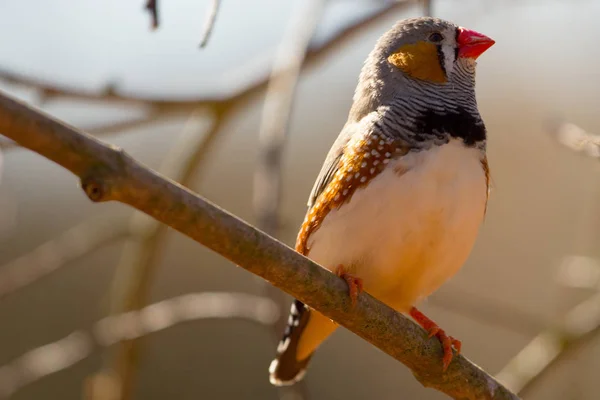 Scenic View Beautiful Cute Finch Bird — Stock Photo, Image