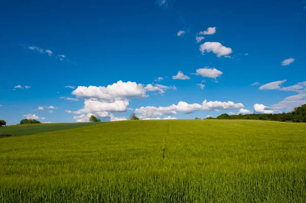 Land Feld Weizenanbau — Stockfoto