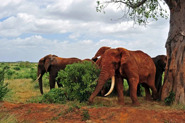 Elefantes Rebanho África Sul — Fotografia de Stock