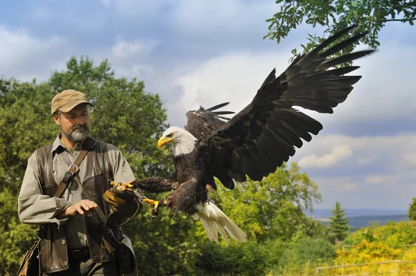 Falkner Weisskopfseeadler Weisskopfseeadler Aterrizan Halconer — Foto de Stock