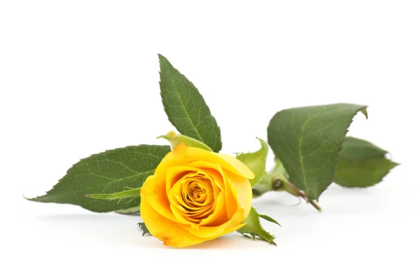 Rosa Amarilla Sobre Blanco —  Fotos de Stock