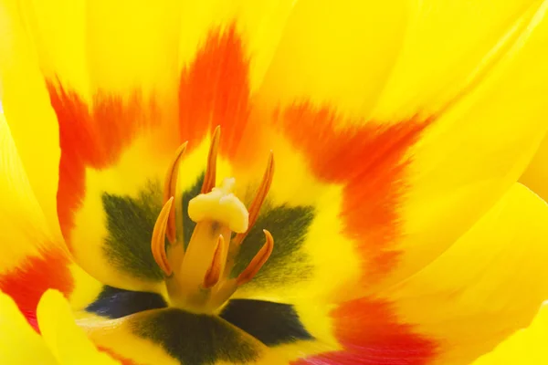 Miękki Abstrakcyjny Wizerunek Pięknego Żółtego Tulipana — Zdjęcie stockowe