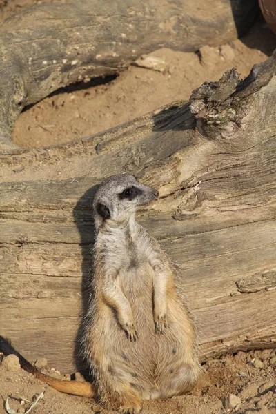 Meerkat Zvířata Volně Žijící Zvířata Suricata Suricatta — Stock fotografie