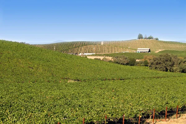 Countryside Vineyards Agriculture Grapevine Plants — Stock Photo, Image