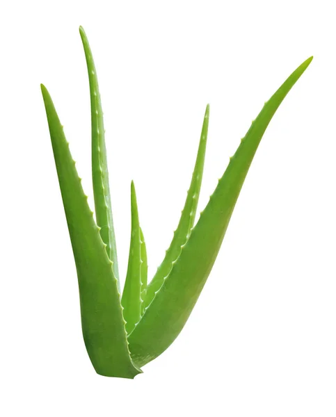 Aloe Vera Foglie Floreali Verdi — Foto Stock