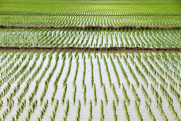 Vista Panorâmica Agricultura Campo — Fotografia de Stock