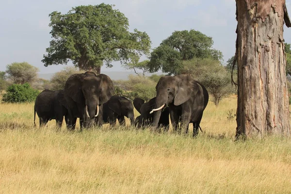 Elefante Africano Mamífero Grande — Foto de Stock