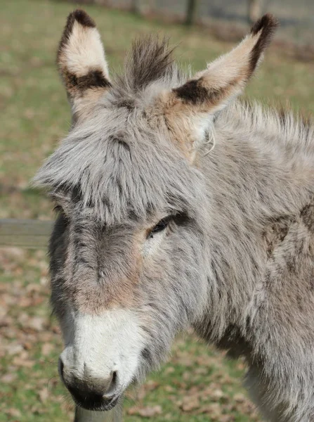 Encerramento Animais Jardim Zoológico — Fotografia de Stock