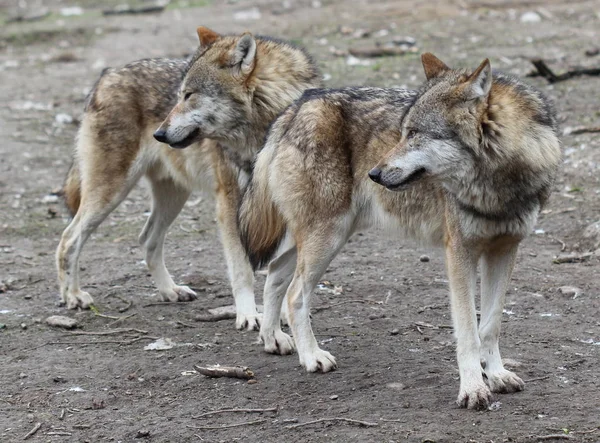 Δύο Λύκοι Στο Πάρκο Ζώων Sababurg — Φωτογραφία Αρχείου