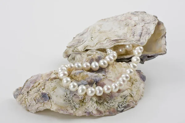 Collana Perle Conchiglie Ostriche Sfondo Bianco — Foto Stock