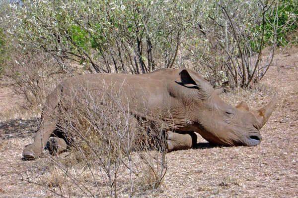 Animais Africanos Criação Rinocerontes Fauna — Fotografia de Stock