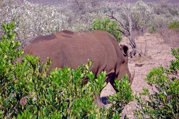Afrikanska Djur Noshörning Varelse Fauna — Stockfoto