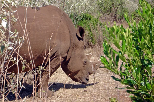 Afrikanisches Tier Nashornwesen Fauna — Stockfoto