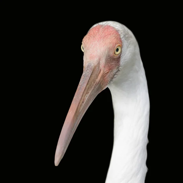 Vacker Utsikt Över Vacker Fågel Naturen — Stockfoto