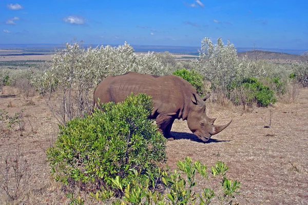 Afrikanisches Tier Nashornwesen Fauna — Stockfoto