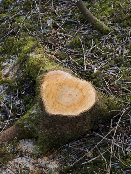 Heart Shaped Felled Tree Trunk Branch Brush — Stock Photo, Image