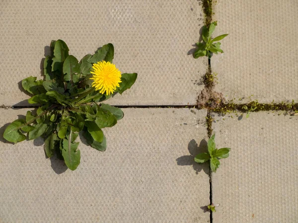 Ρωγμές Patio Weeds Και Dandelion Καλλιέργεια — Φωτογραφία Αρχείου