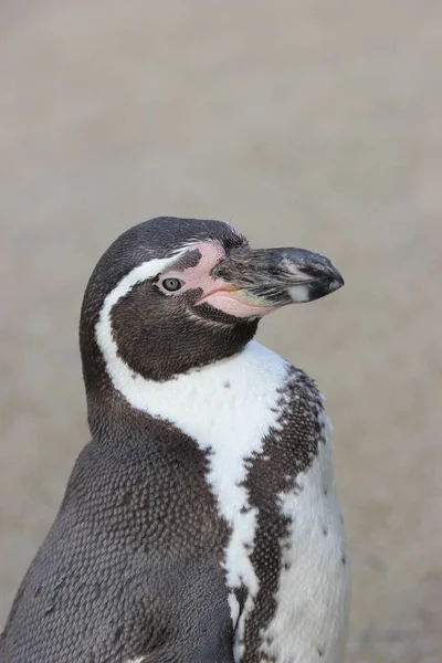 Vista Panorámica Las Aves Pingüinos Lindos Naturaleza — Foto de Stock