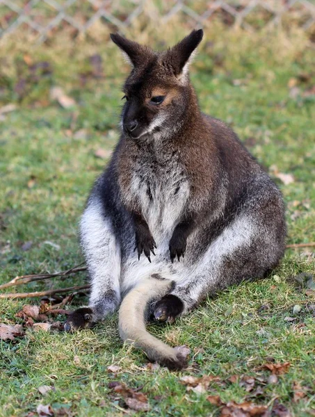 Bennett Kangaroo Repos Dans Tierpark Sababurg — Photo