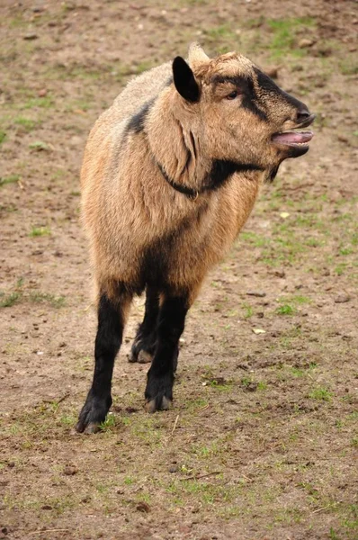 Blaren Van Bruine Geiten Hun Leefruimte — Stockfoto