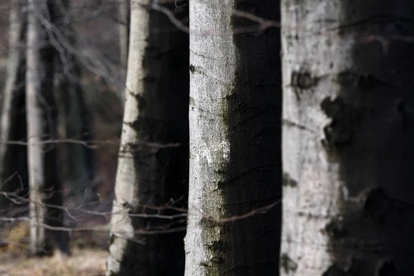 Bosque Hayas Invierno Después Una Tormenta — Foto de Stock