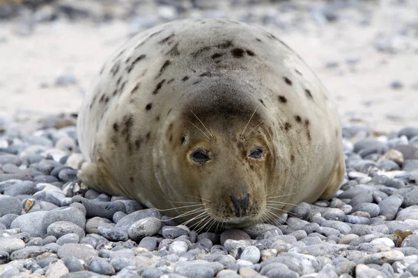 ウォーネムンドの海岸で — ストック写真