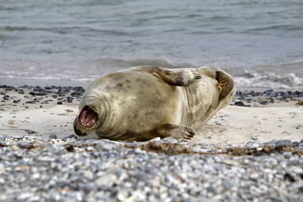 Beach Warnemnde — Stock Photo, Image