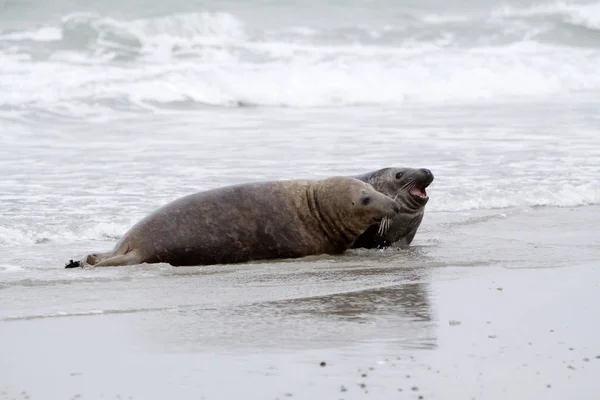 Grijze Zeehond Het Strand Van Helgoland Duin — Stockfoto