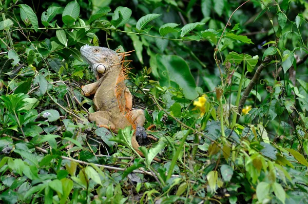 Vahşi Yaşam Hayvanı Kertenkele Hayvanı Iguana Sürüngeni — Stok fotoğraf