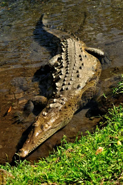 Crocodilo Jacaré Carnívoro Animal — Fotografia de Stock