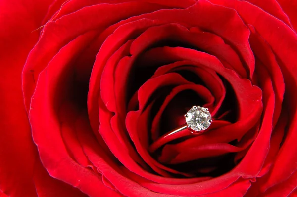 关闭的红玫瑰的订婚戒指 图库图片