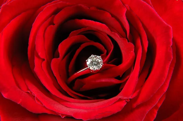 Close Engagement Ring Red Rose Royalty Free Stock Photos