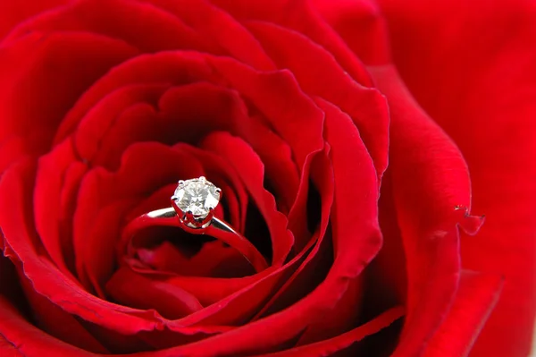 Close Engagement Ring Red Rose Stock Image
