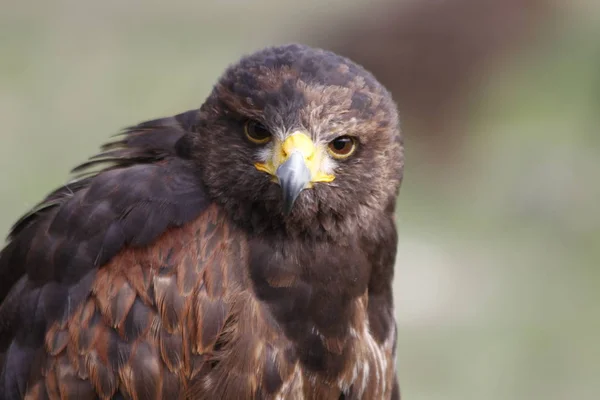 Schilderachtig Uitzicht Majestueuze Buizerd Roofdier — Stockfoto