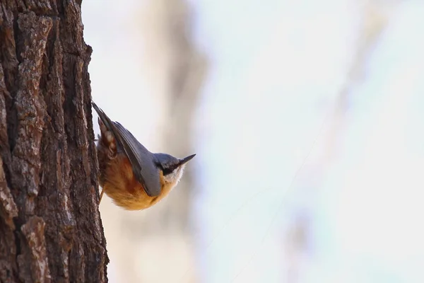 Schilderachtig Uitzicht Prachtige Nuthatch Vogel — Stockfoto