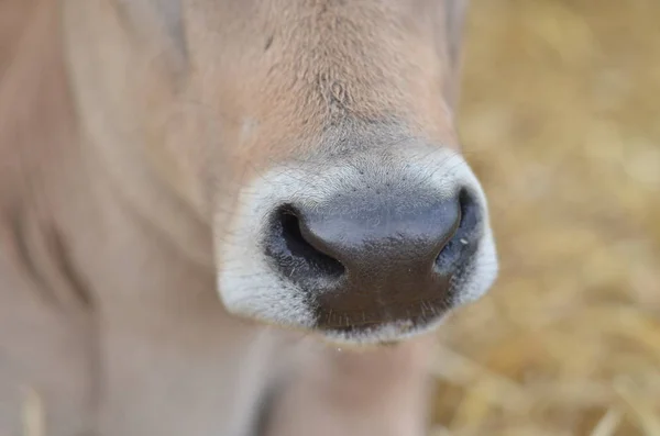 Kor Naturlandskap Selektivt Fokus — Stockfoto