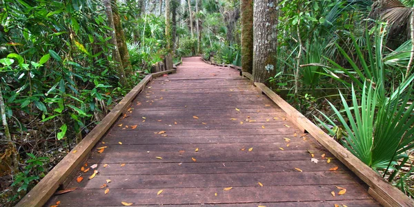 Boardwalk Genom Den Våta Skogen Wekiwa Springs State Park Florida — Stockfoto